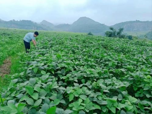 經(jīng)濟區(qū)積極盤活農村 四塊地 助力鄉(xiāng)村振興