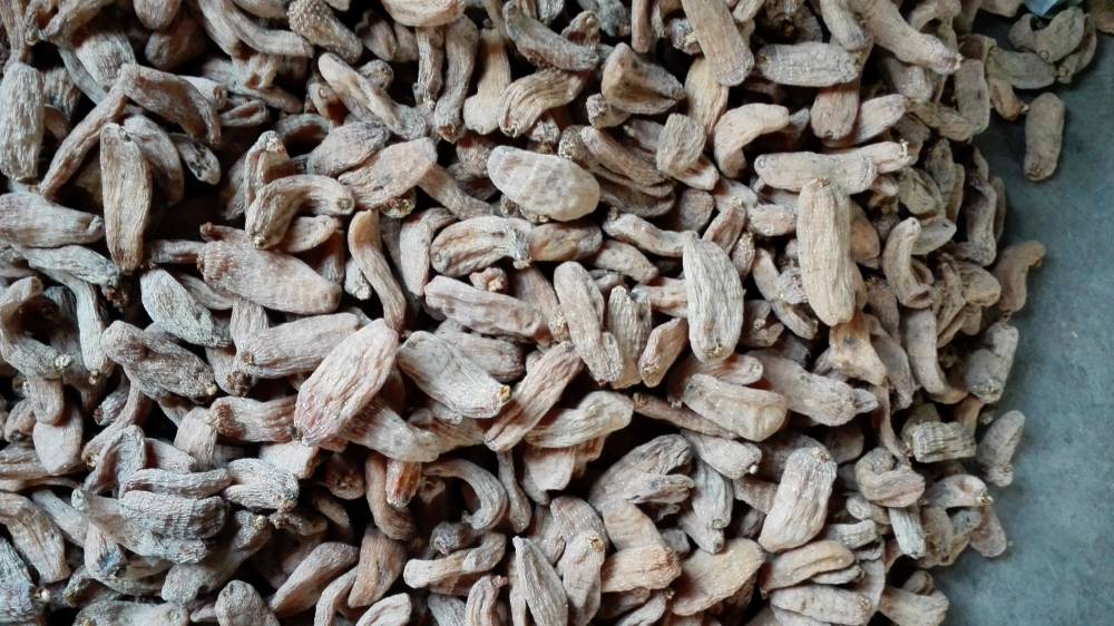 【宿州六安亳州天麻蜜環(huán)菌萌發(fā)菌】價格_廠家 - 中國供應商