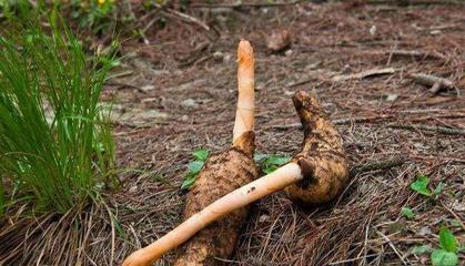 4月發(fā)文:以前野生的無(wú)人采摘,如今供不應(yīng)求,價(jià)格達(dá)到了60元一斤