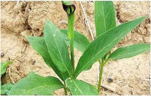 一年就可以賣(mài)錢(qián)的藥材,種植周期短風(fēng)險(xiǎn)小回報(bào)高,你知道有哪幾種