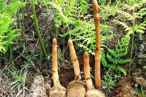 無根無葉的奇特野草：天麻，眾人皆知卻鮮為人見